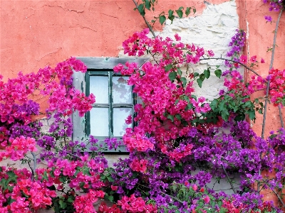 Foto Albero fiore pianta casa