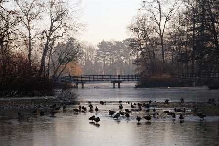 Landscape tree water nature Photo