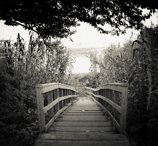 Foto Paisagem árvore água natureza