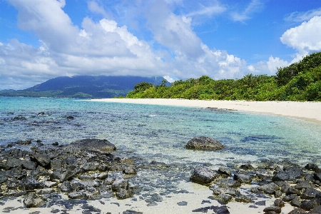 Beach sea coast tree Photo