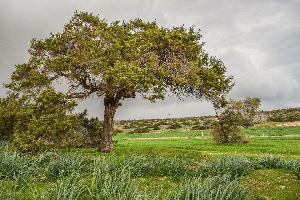 Paysage arbre nature herbe