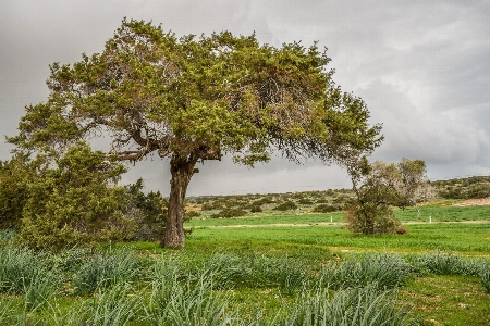 Landscape tree nature grass Photo