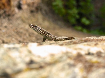 時計 結石 野生動物 爬虫類 写真