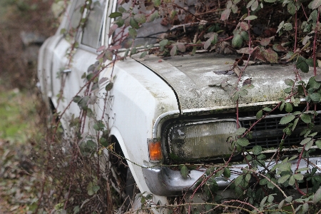 Tree grass plant car Photo