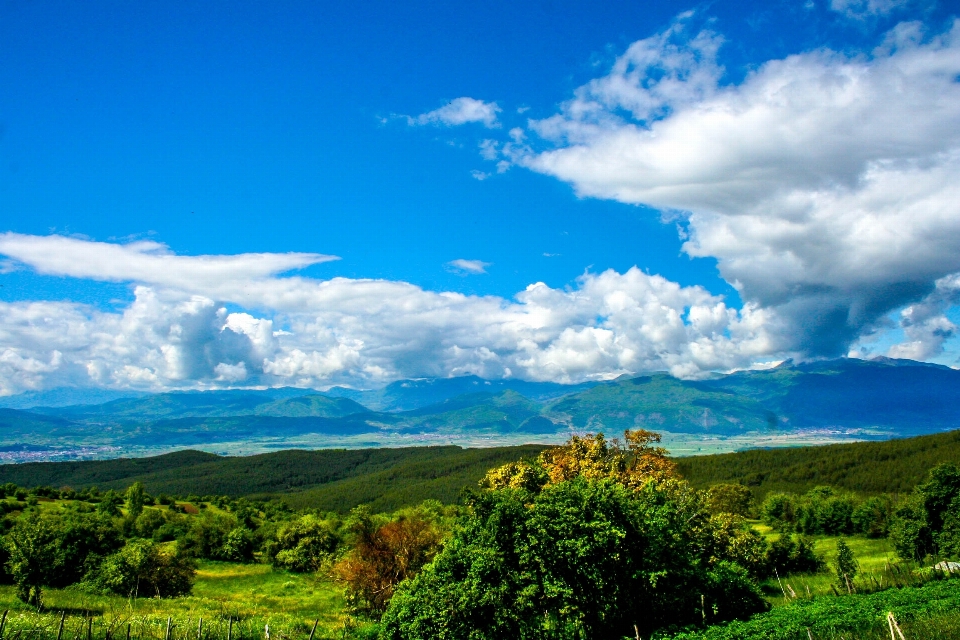 Paysage arbre nature herbe