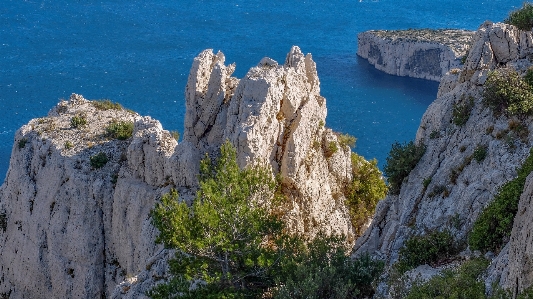 Landscape sea coast tree Photo