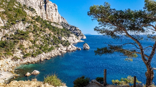 Landscape sea coast tree Photo