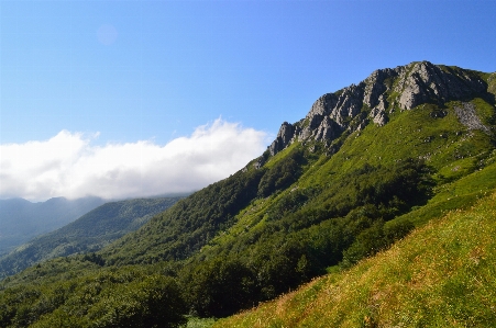 Foto Paisaje árbol bosque césped