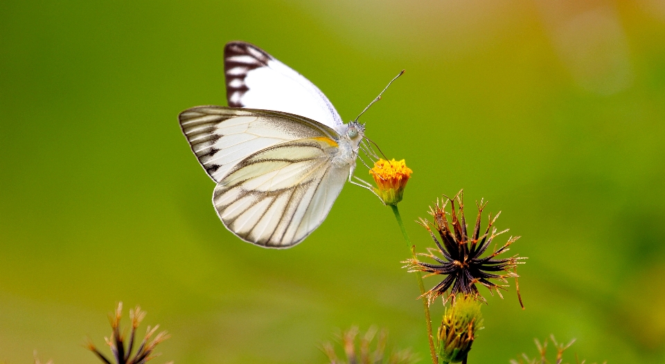 Natura ala bianco fiore