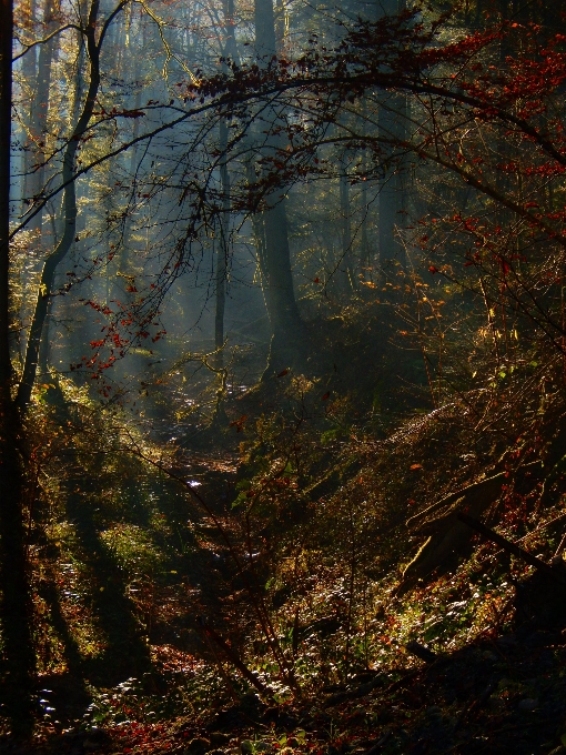 Lanskap pohon alam hutan