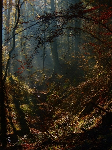 Zdjęcie Krajobraz drzewo natura las