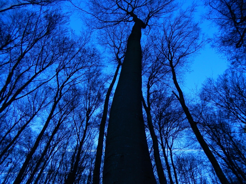 Pohon alam hutan cabang