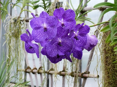 Natur blüte anlage blume Foto