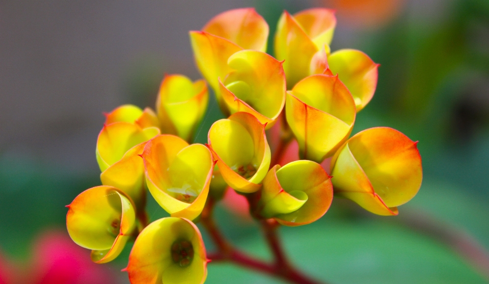 Naturaleza florecer luz planta