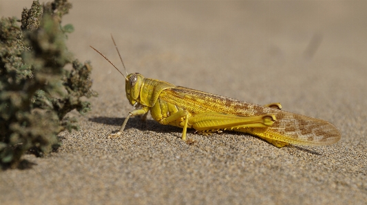 Beach sand dune wildlife Photo