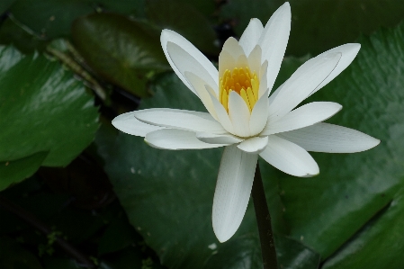 Water plant white leaf Photo