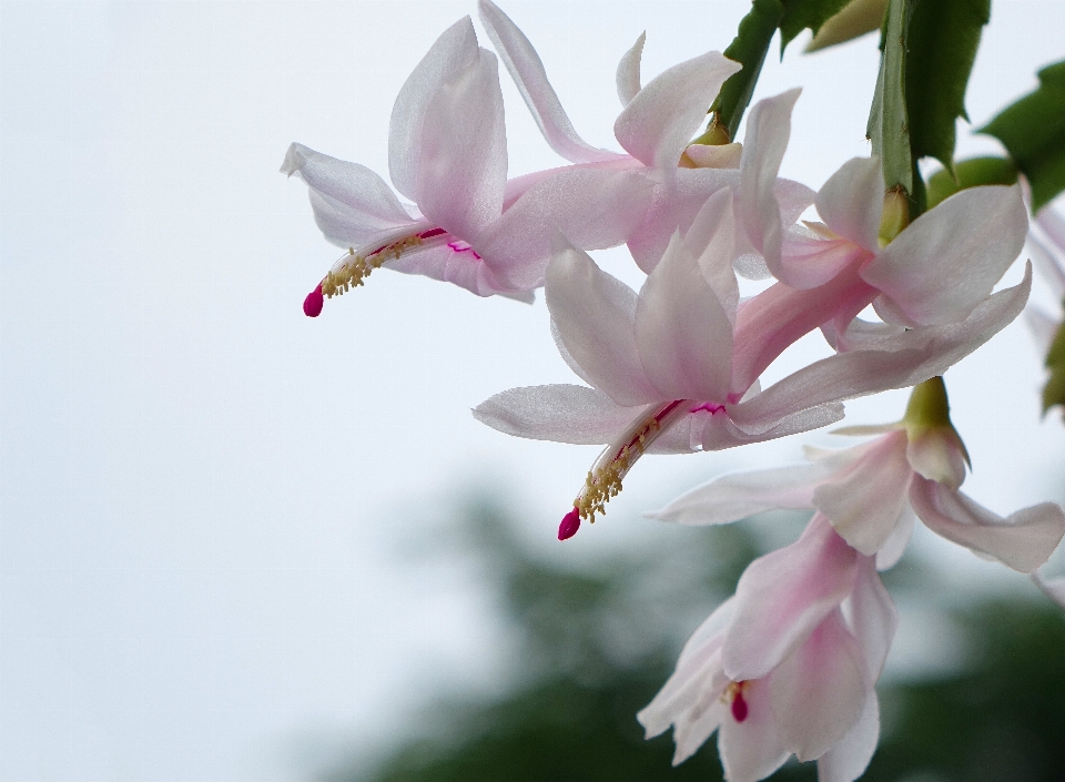 Branch blossom plant white