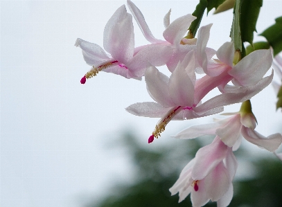 Branch blossom plant white Photo