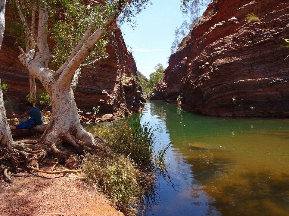 Landscape tree water rock