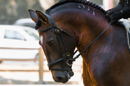 France horse rein stallion Photo