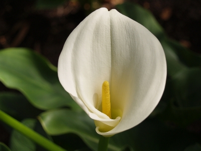 Foto Naturaleza florecer planta blanco