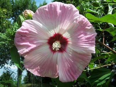 Anlage blume blütenblatt rosa Foto