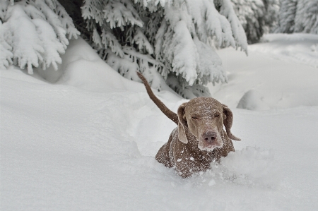 Schnee winter welpe hund Foto