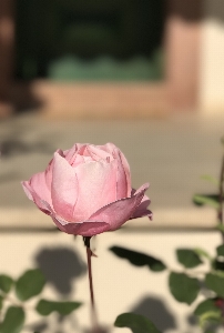 Blossom plant flower petal Photo