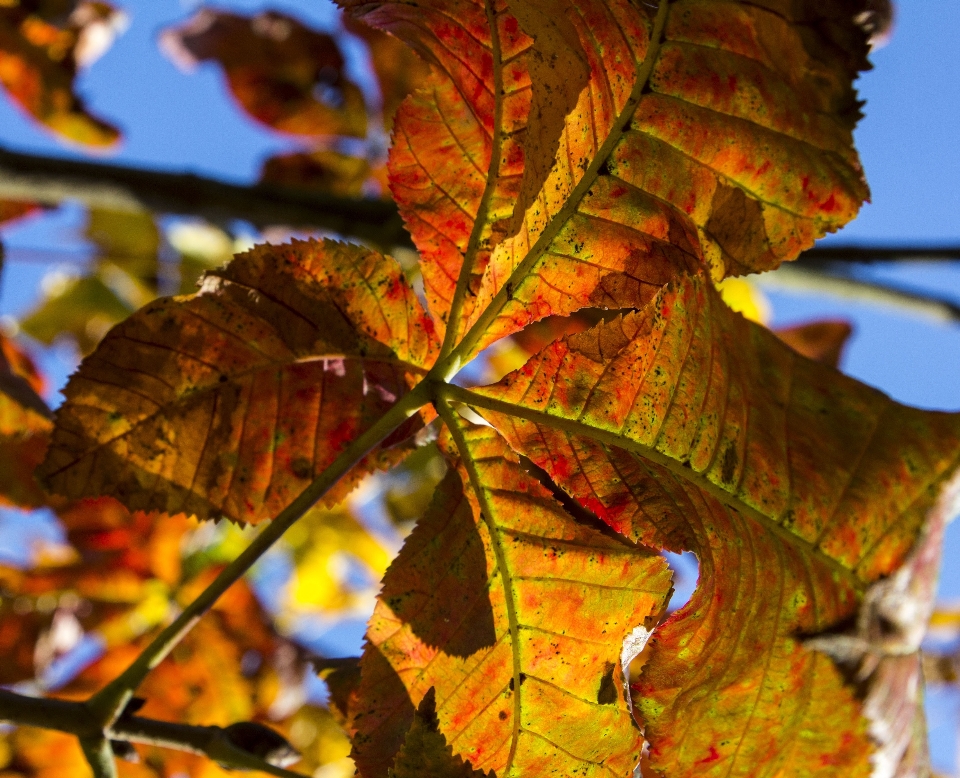 Arbre nature bifurquer usine