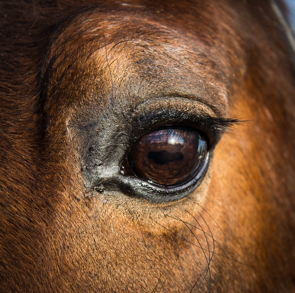 Natura animale animali selvatici domestico