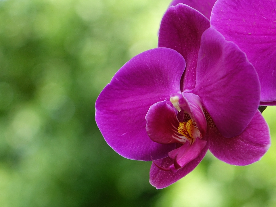 Naturaleza planta flor púrpura