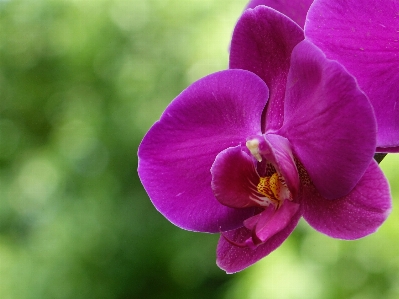 Nature plant flower purple Photo