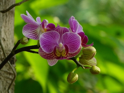 Nature plant flower petal Photo