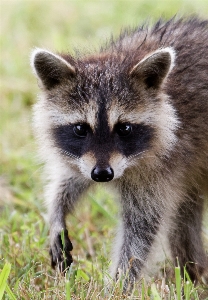 Foto Natureza grama doce animal