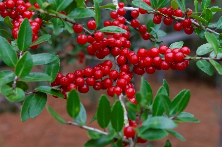 Tree nature branch plant Photo