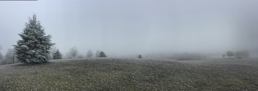 Landscape tree grass snow Photo