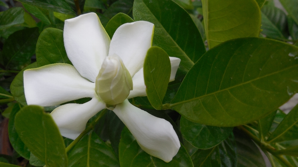 Pianta bianco foglia fiore