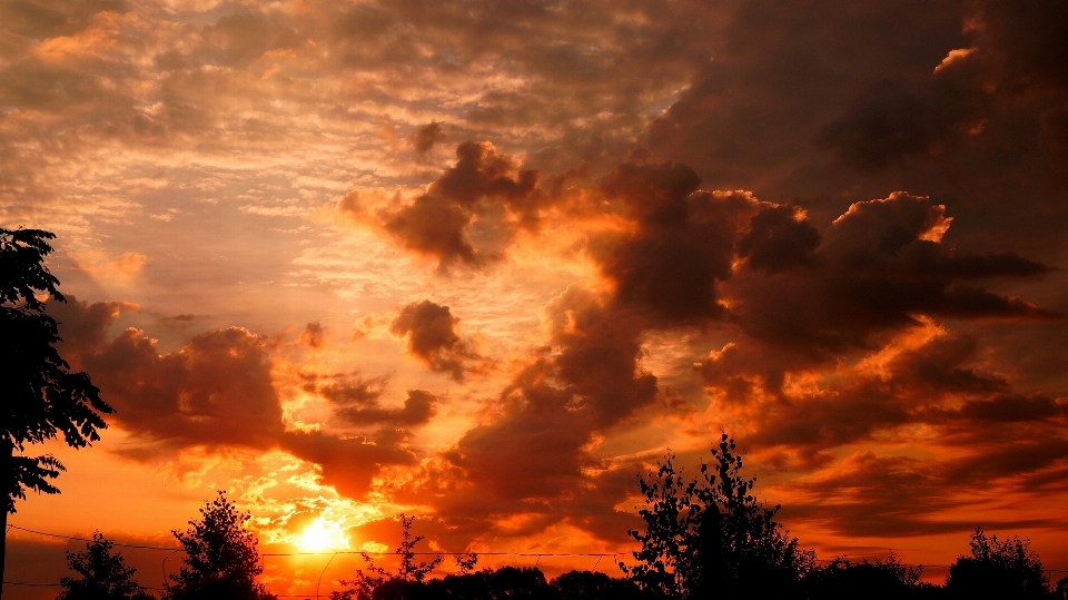 Paysage arbre nature horizon