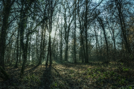 Landscape tree nature forest Photo