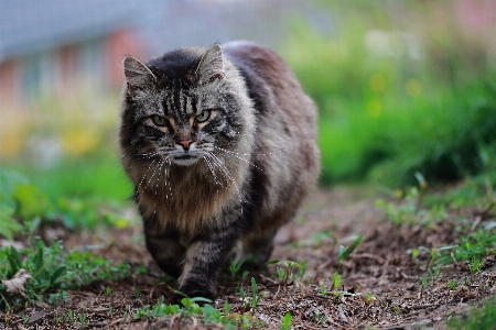 Foto Grama animal animais selvagens gato