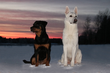 Snow winter sunset dog Photo