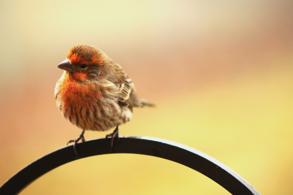 Oiseau aile matin faune