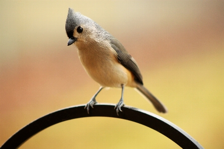 Vogel flügel tierwelt porträt Foto