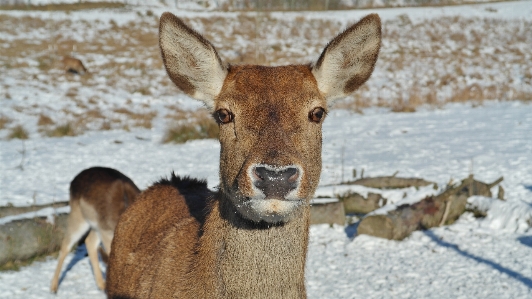 Foto Natura foresta nevicare inverno