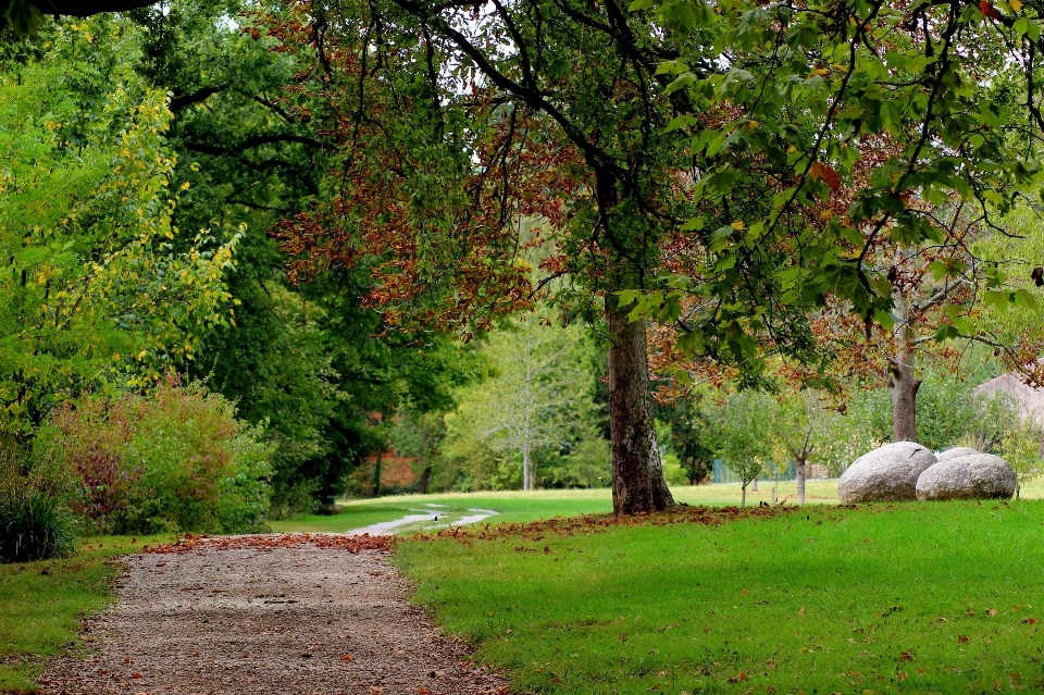 Paysage arbre nature chemin