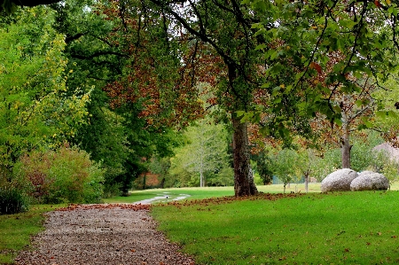 Landscape tree nature path Photo