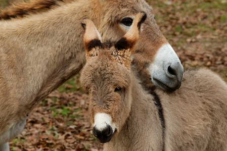 Field farm countryside animal Photo