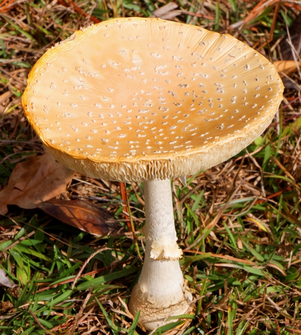 Nature grass ground mushroom