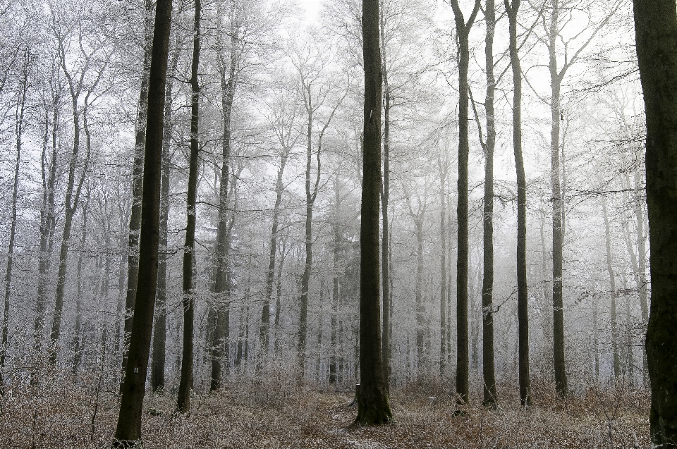 Baum wald weg winter