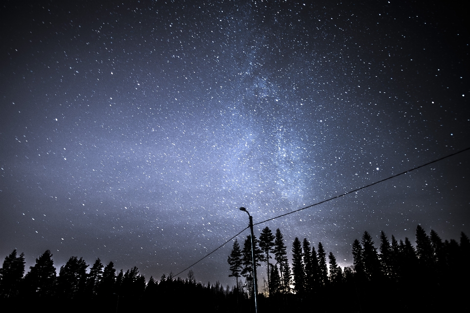 Arbre nature ciel nuit